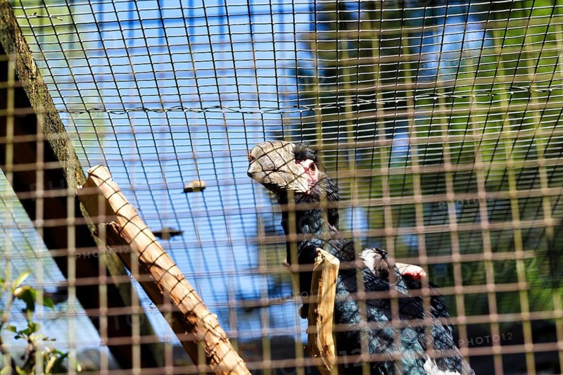 Trumpeter hornbill (Bycanistes bucinator) in an aviary, in captivity, behind bars, Heiligenkirchen Bird Park, Adventure Park, Detmold, Germany