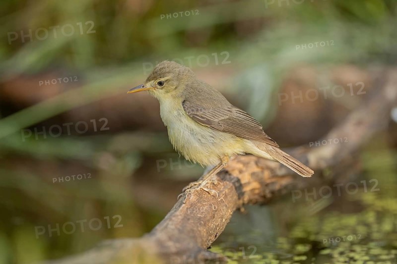 A polyglot warbler (Hippolais polyglotta) is perched on a branch above the water. It looks around its natural surroundings, which are surrounded by plants. Bas-Rhin, Alsace, France
