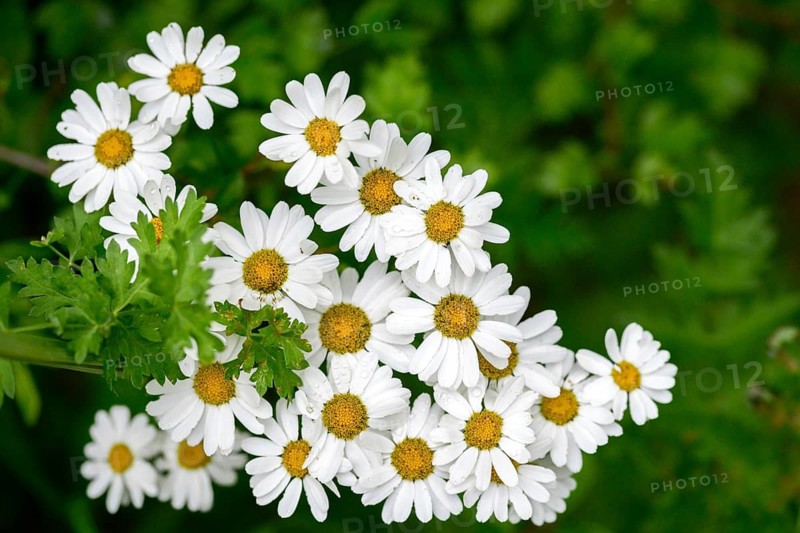 Asteraceae, false chamomile, feverwort, motherwort, tanacetum parthenium, ornamental chamomile, feverfew, flora, plants, plants