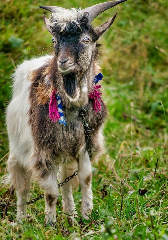 Ukrainian domestic goat o the road. Ukraine