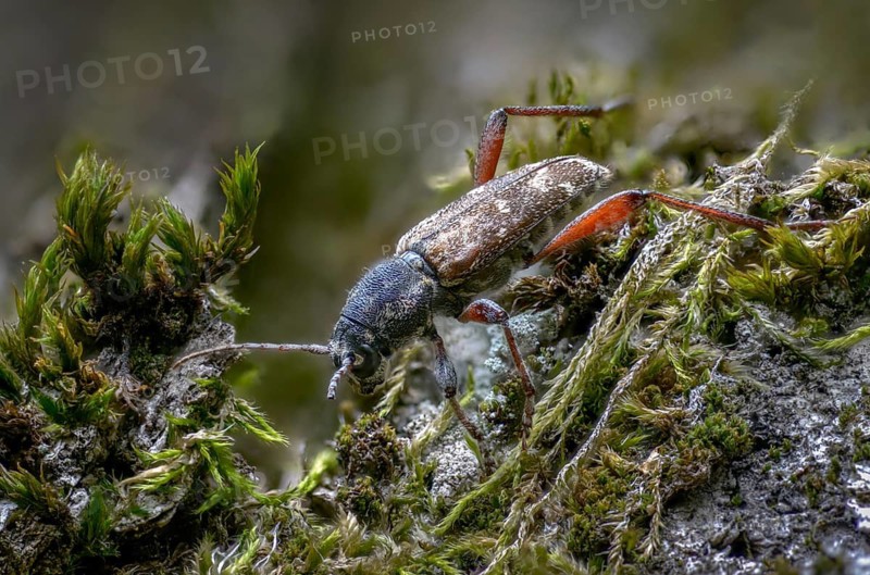 Aspen zebra beetle, cerambycidae, dark woodpiper, gray aspen buck, wood wasp, xylotrechus rusticus, beetle, longhorn beetle, coleoptera, insects, beetles