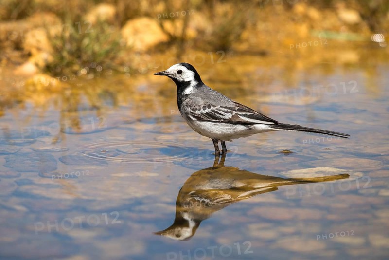Wagtail, Motacilla Alba, White Wagtail, Bath, Bird Bath, Birds, Mirror, Passeri, Songbirds, Reflection, Potion, Birdbath, Birds, Watering Place