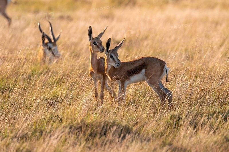 Cute young animals, springbok (Antidorcas marsupialis) in meadow, Mountain Zebra National Park, South Africa
