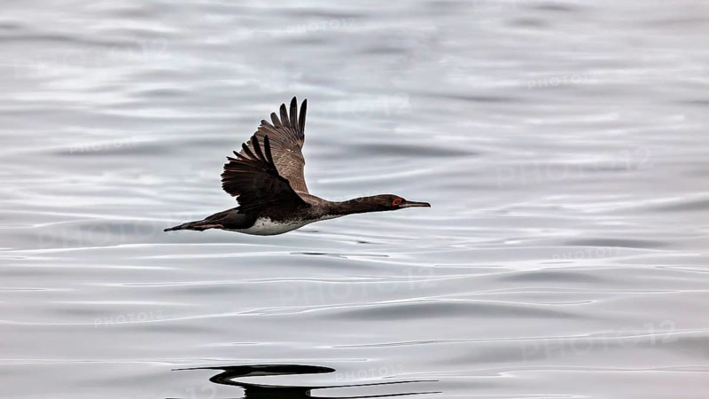 A bird flies just above the water's surface, which reflects its silhouette: guano cormorants, also known as guano gulls, near Paracas in Peru (Leucocarbo bougainvilliorum