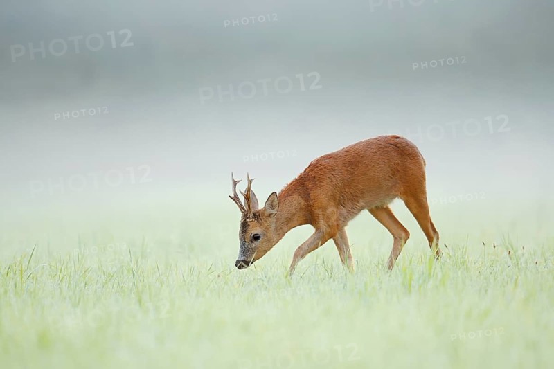 European roe deer (Capreolus capreolus), a roebuck in a meadow in the morning mist, North Rhine-Westphalia, Germany