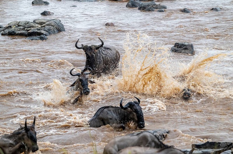 The Great Migration: Huge herds of wildebeest (Connochaetes taurinus) cross the Mara River and swim to the other side, on the verge of drowning, close-up of the herd, Serengeti, Tanzania