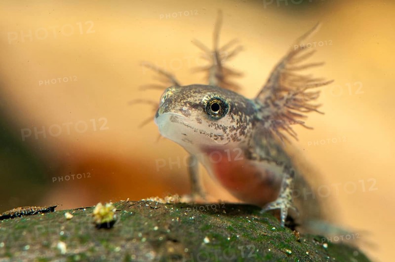 Threaded newt, Lissotriton helveticus, palmate newt, triturus helveticus, amphibians, amphibians, caudata, larva, amphibians, newts, tailed amphibians, water newts