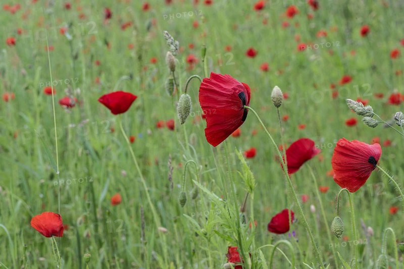 Corn poppy (Papaver rhoeas), Emsland, Lower Saxony, Germany