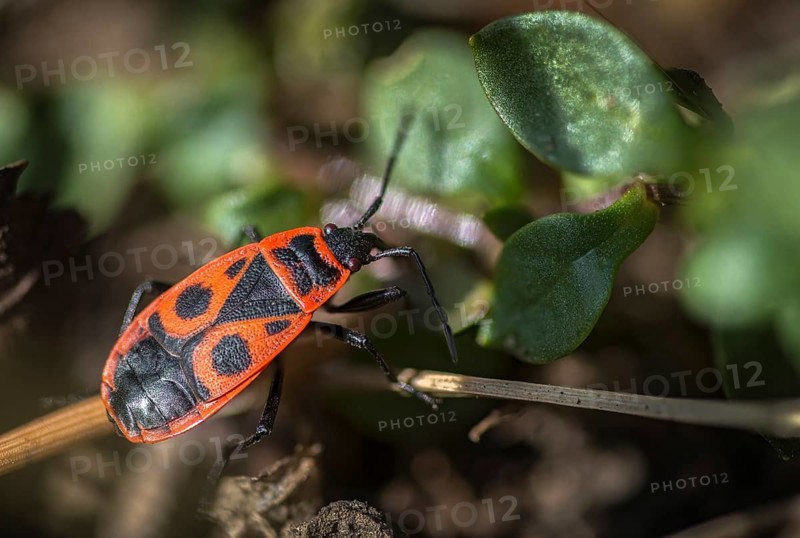 Firebug, common fire bug, heteroptera, Pyrrhocoris apterus, insects, bugs