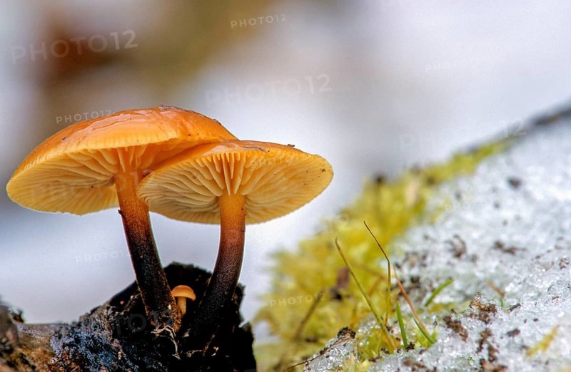 Enoki, Flammulina Velutipes, Common Velvet Foot, Velvet Foot, Winter Mushrooms, Fungus, Futu, Ice, Mushrooms, Snow, Seafood Mushrooms, Snow, Velvet Foot, Velvet Shank, Velvet Stem, Winter Fungus, Winter Mushrooms