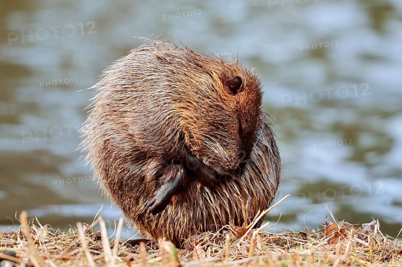 Nutria or swamp beaver (Myocastor coypus) grooming its fur on the bank, North Rhine-Westphalia, Germany, Neozoon in Europe