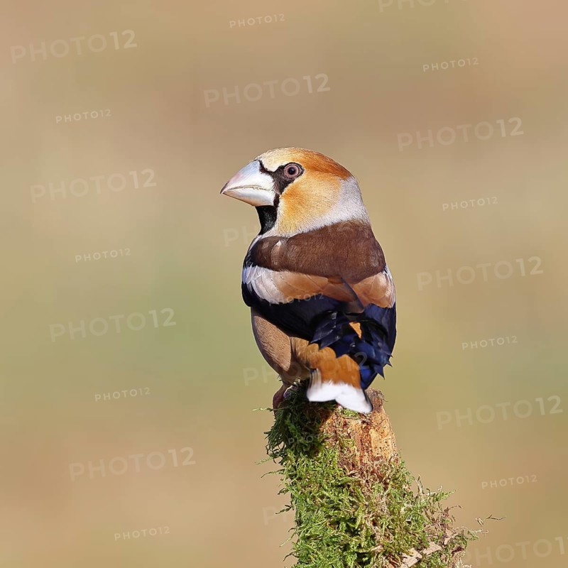 Hawfinch (Coccothraustes coccothraustes), male, perched on a moss-covered branch, Wilnsdorf, North Rhine-Westphalia, Germany