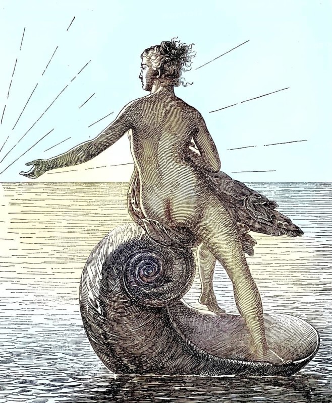 In this specific depiction, Venus is seen naked riding across the open sea on a large winding mussel shell. She looks left into the distance, while in the background the rays of the rising sun rise on the horizon, reproduction from a 19th-century model. Authentic, file restored for optimal use, exact date of original unknown, nostalgically colored