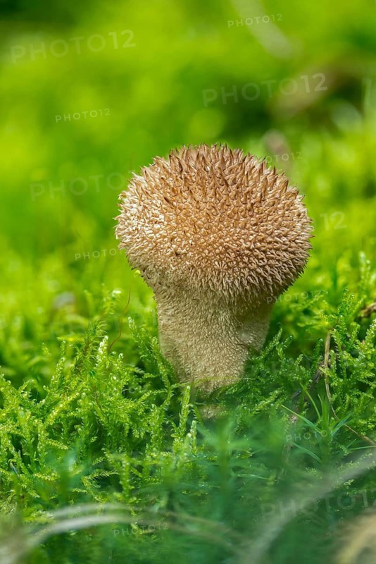 Hedgehog bovist, hedgehog dust, lycoperdon echinatum, dusts, fungi, fungus, high size, portrait format, mushrooms, spiny puffball, spring puffball