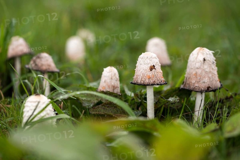 Agaricales, Coprinus Comatus, Coprinus Ovatus, Coprinus Porcellanus, Egg Tinting, Lawyer's Wig, Porcelain Tinting, Crested Tinting, Shaggy Ink Cap, Shaggy Mane, Asparagus Mushroom, Inkmushroom, Fungi, Fungus, Mushrooms