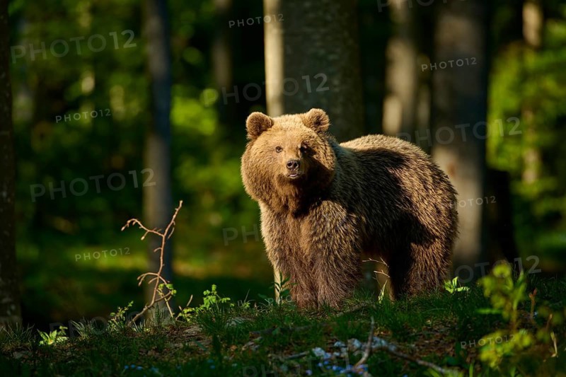 A brown bear stands in a sun-drenched forest, surveying its surroundings: European brown bear (Ursus arctos), Slovenia