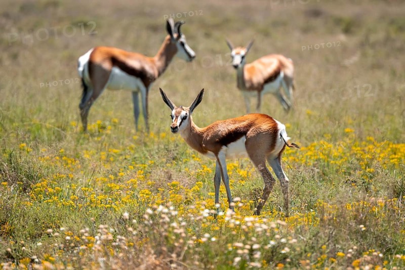 Young springbok (Antidorcas marsupialis) in a flower meadow, Mountain Zebra National Park, South Africa