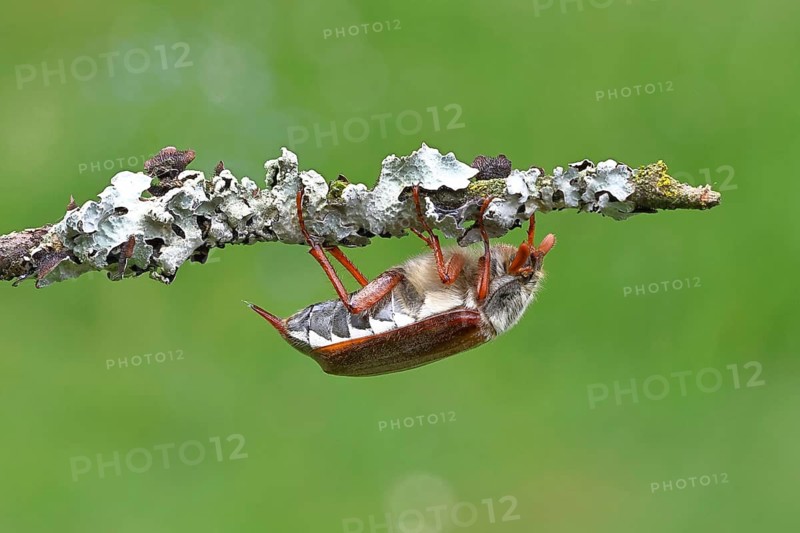 Cockchafer, forest cockchafer (Melolontha hippocastani), male, on a branch, close-up, Wilnsdorf, North Rhine-Westphalia, Germany