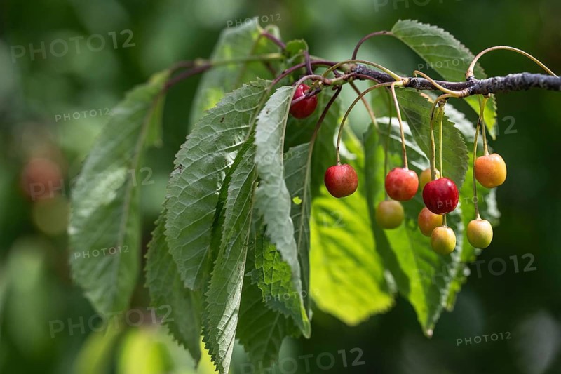 Cherry tree with cherries (Prunus avium), Schleswig-Holstein, Germany