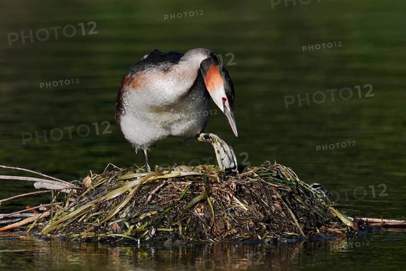 Great Crested Grebe (Podiceps cristatus) on its nest, North Rhine-Westphalia, Germany