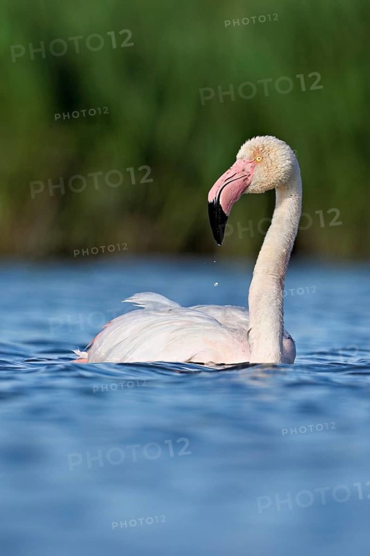 A greater flamingo (Phoenicopterus roseus) swimming in a pond, Camargue Regional Nature Park, southern France