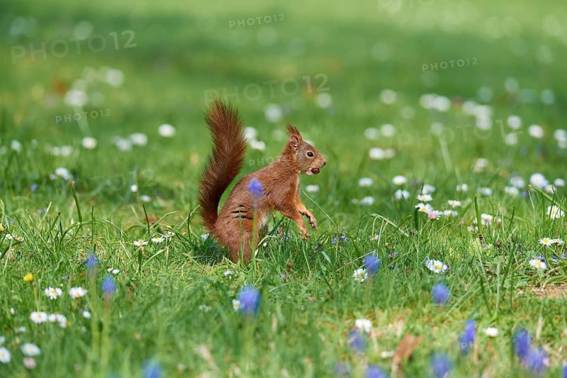 A jumping squirrel moves through a flowery spring meadow, Eurasian red squirrel (Sciurus vulgaris), spring, Baden- Würrtemberg, Germany