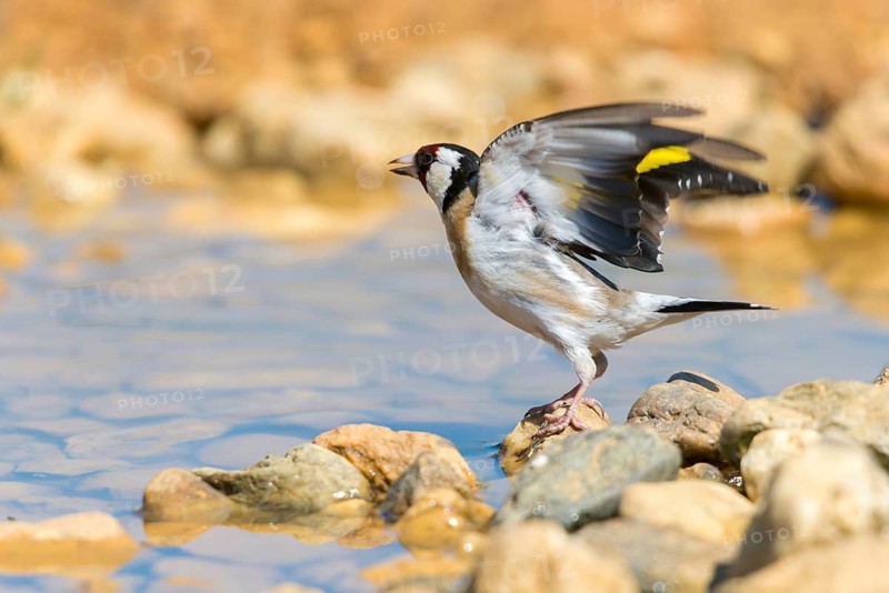 Carduelis carduelis, goldfinch, goldfinch, goldfinch, bath, bird bath, birds, flying, flight, passeri, songbirds, potion, birdbath, birds, watering place