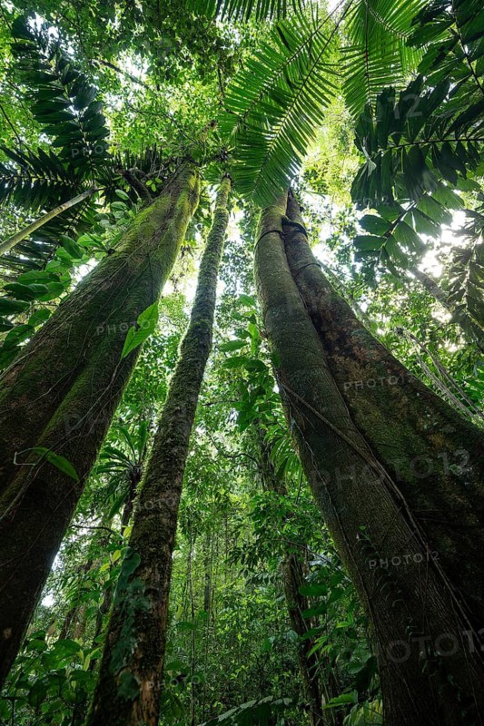 Daytime low-angle view looking up at tall Kapok trees (Ceiba pentandra), stilt palms (Iriartea deltoidea, Socratea exorrhiza), and moss-covered hardwood tree trunks reaching toward the canopy in a primary rainforest. Venecia, San José, Costa Rica