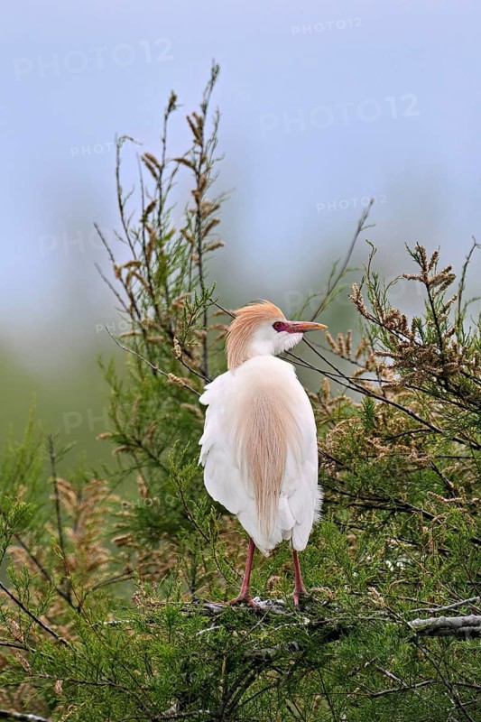 Cattle egret (Bubulcus ibis), with a red beak, in breeding plumage, perched on a branch, Camargue, southern France, France