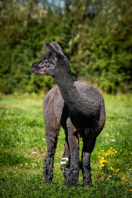 A grey alpaca stands in a green meadow next to yellow flowers, alpaca (Vicugna pacos) standing in the meadow, farm, in captivity, Denmark