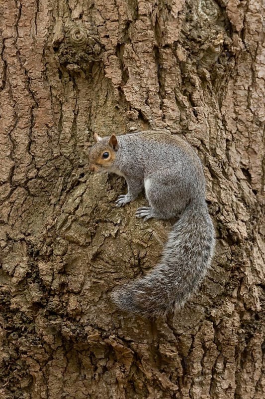 Grey squirrel (Sciurus carolinensis) adult animal on a tree trunk in a woodland, England, United Kingdom