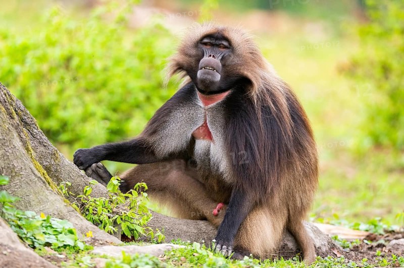 Gelada (Theropithecus gelada) male sitting on a meadow, captive, distribution africa