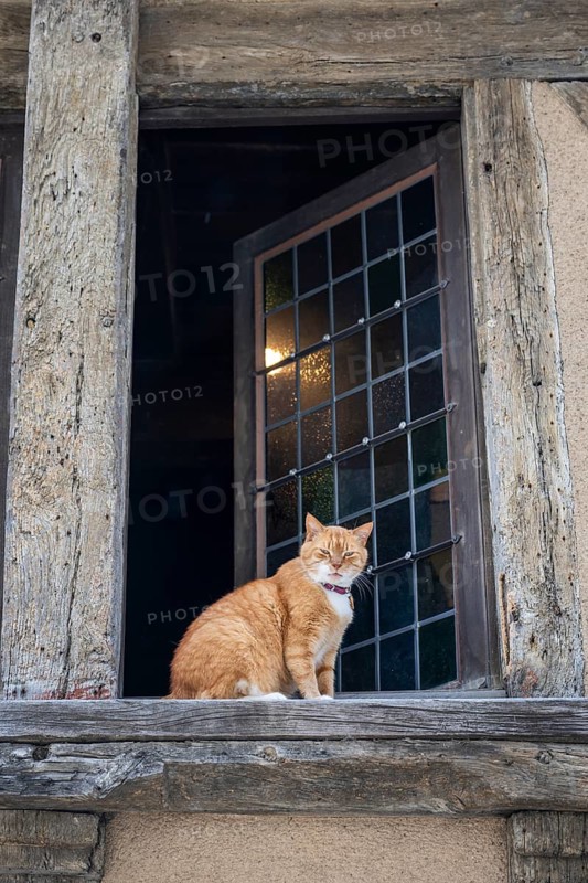 Orange-white house cat sitting on a window sill in the historic old town of Angers, Maine-et-Loire department, Pays de la Loire region, France