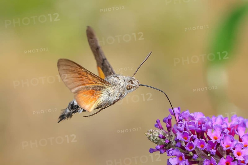 A hummingbird hawk-moth (Macroglossum stellatarum) feeds on nectar from a butterfly bush (Buddleja davidii), butterfly bush, in a natural outdoor setting, wildlife, insects, butterflies, diurnal butterflies, Dortebachtal Nature Reserve, Moselle, Rhineland-Palatinate, Germany