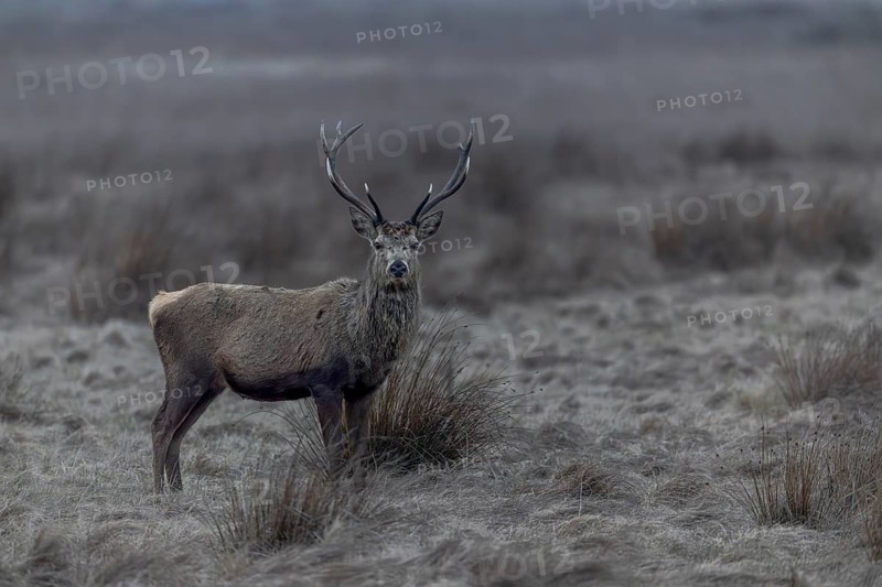 Young red deer (Cervus elaphus) are still wearing their antlers, but before long they too will have lost their headdress, they gaze intently, March, Denmark