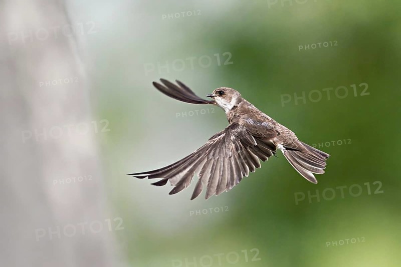 Sand martin (Riparia riparia), approaching the breeding tube, Reussegg nature reserve, Canton Aargau, Switzerland