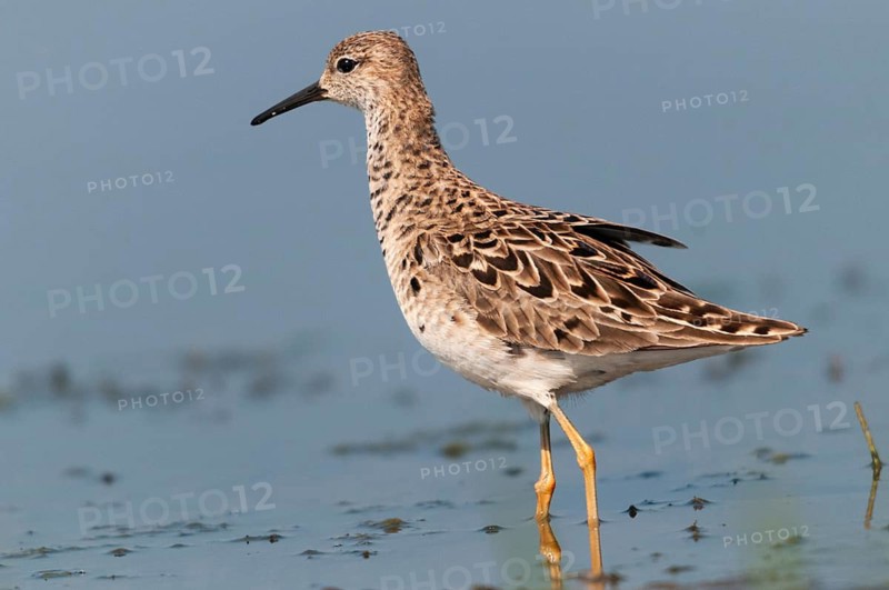 Calidris pugnax, fighter runner, philomachus pugnax, ruff, birds, charadriiformes, female, limikolen, resting dress, snipe birds, scolopacidae, birds, waders, waders, female