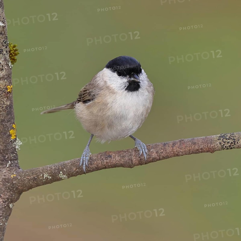 Marsh tit (Parus palustris) sitting on a branch, Wilnsdorf, North Rhine-Westphalia, Germany
