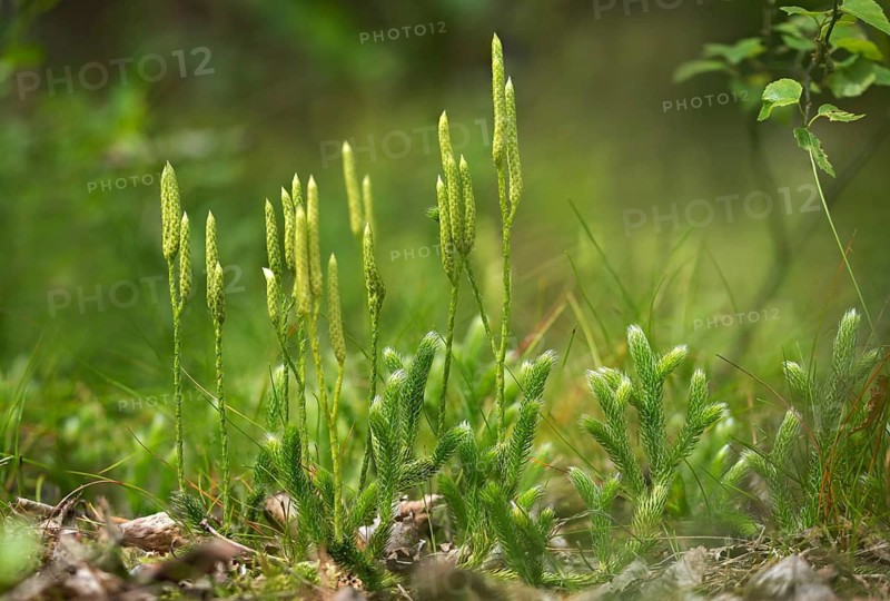 Bearlops, Vascular Plants, Clubbearlop, Lycopodiaceae, Lycopodium Clavatum, Tracheophyta, Wolfclaw, Bearlop, Flora, Ground Pine, Plants, Running Clubmoss, Stag's-Horn Clubmoss, Stag's-Horn Clubmoss