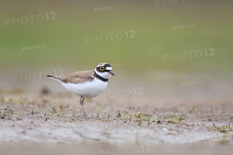 Little Ringed Plover (Charadrius dubius) male, North Rhine-Westphalia, Germany