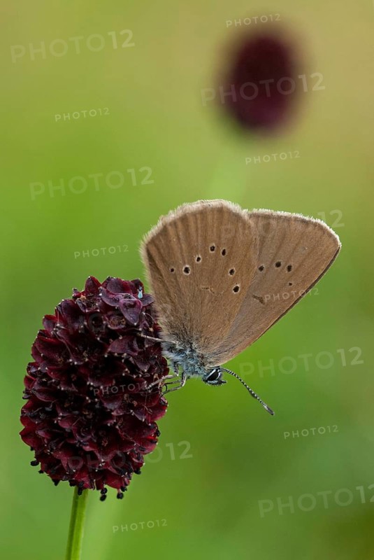 Ant blue, dark meadowbutton ant blue, dusky large blue, glaucopsyche nausithous, maculinea nausithous, phengaris nausithous, black blue meadowbutton ant blue, meadowbutton ant blue, butterfly, ffh, high size portrait, insects, butterfly, butterflies, butterflies, butterflies