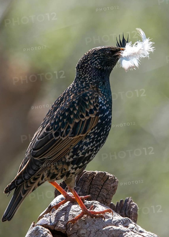 Star, Starling, Sturnus Vulgaris, Birds, Feather, High Size, Portrait, Nest Building, Nest Building, Passeri, Songbirds, Birds