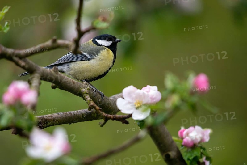 Great tit, great tit, fruit tree blossom, parus major, birds, spring, garden birds, tits, passeri, songbirds, song birds, spring, tits, birds