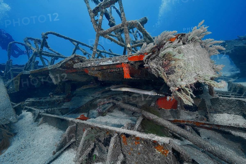 Remains of ferry benches, a fish swimming nearby, meteor wreck dive site, Russian hydrofoil, Arguineguin, Gran Canaria, Spain, Europe, Atlantic
