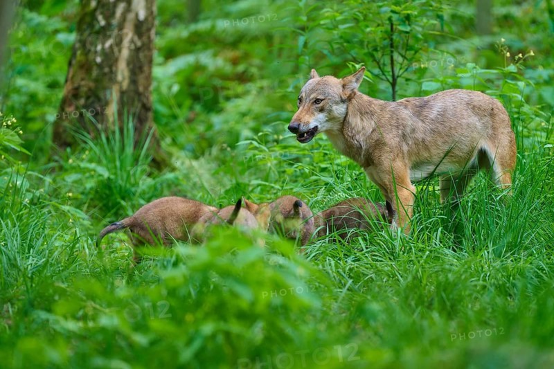 A female wolf and her pups in a green woodland setting, summer, wolf (Canis lupus), Germany