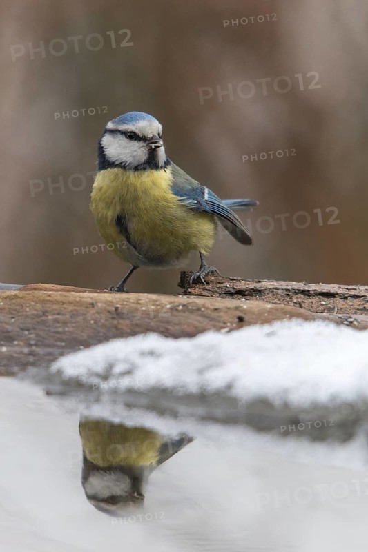 Blue tit, parus caeruleus, bath, bird bath, birds, high size, portrait format, tits, mirror, passeri, snow, songbirds, snow, songbirds, mirror image, tits, drinking, birdbath, birds, watering place, winter