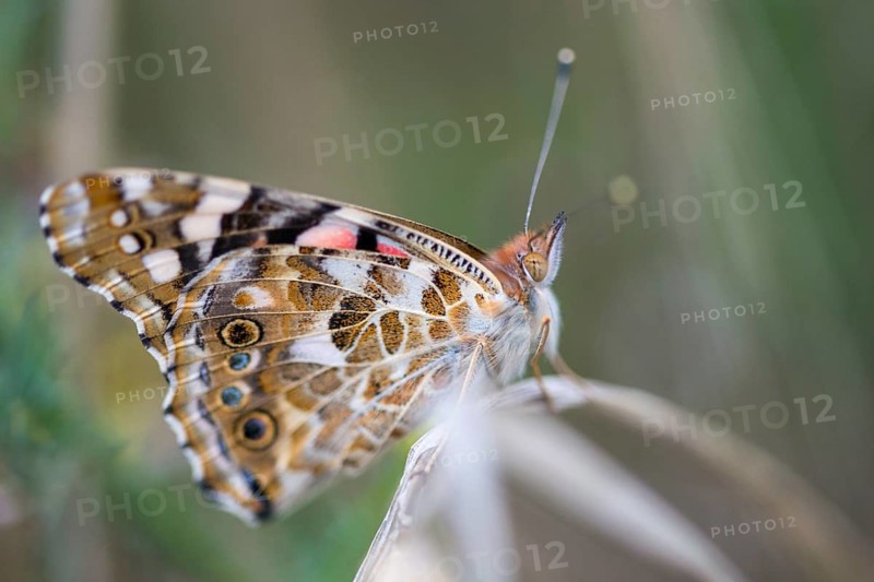Cynthia Cardui, Painted Lady, Vanessa Cardui, Butterfly, Insects, Insects, Butterfly, Butterflies
