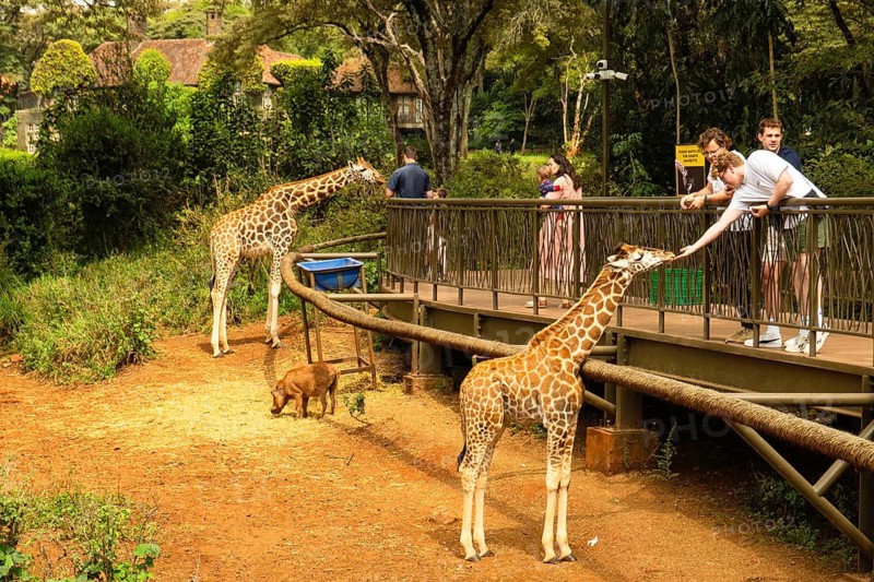 Nairobi, Kenya - 14th october, 2025: tourist visitors feeds an endangered Rothschild giraffe from a platform at the Nairobi Giraffe Center. Authentic wildlife conservation encounter in Kenya