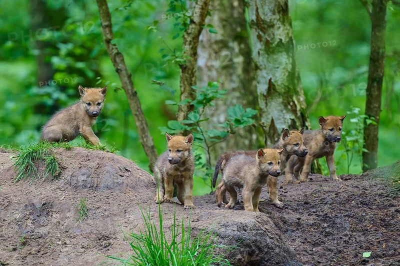 Five wolf cubs are intently exploring the forest floor against a green backdrop, Wolf (Canis lupus), Germany