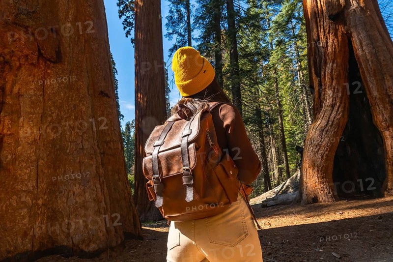 Traveler with a backpack and yellow beanie observing the massive ancient sequoia trees, exploring the redwood forest in a national park on a sunny day, experiencing nature and wilderness